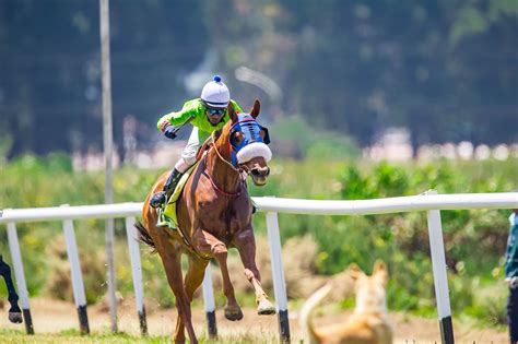 horse racing gallop|Iba pa.
